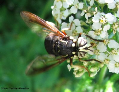 Hover fly (Spilomyia fusca)