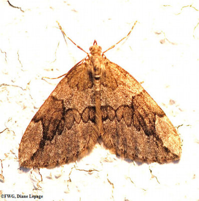 Juniper carpet (Thera juniperata), #7217