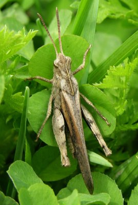 Northern green-striped grasshopper (Chortophaga viridifasciata)