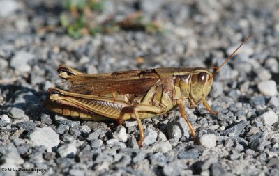 Two-striped grasshopper (Melanoplus bivitattus)