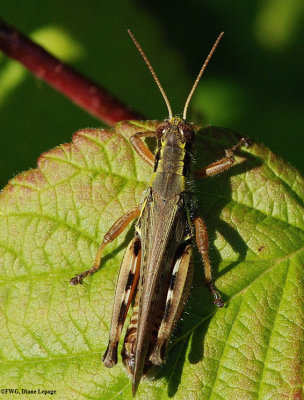 Red-legged grasshopper  (Melanoplus femurrubrum)
