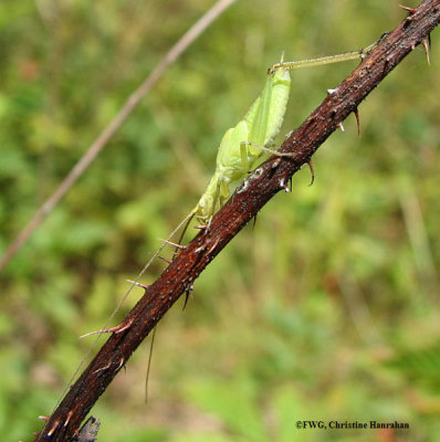 Tree cricket (Oecanthus sp.)