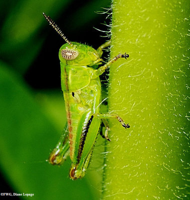 Two-striped grasshopper (Melanoplus bivitattus) 4th instar nymph