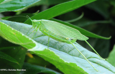 Katydid (<em>Scudderia</em> sp.) female