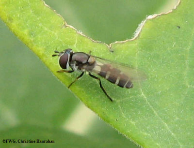 Hover fly (Melangyna sp.)  prob.lasiophthalma