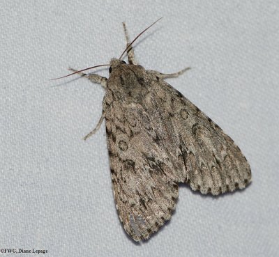 American dagger moth (Acronicta americana), #9200