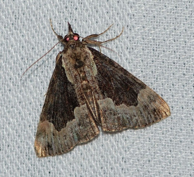 Mottled bomolocha (Bomolocha palparia), #8444