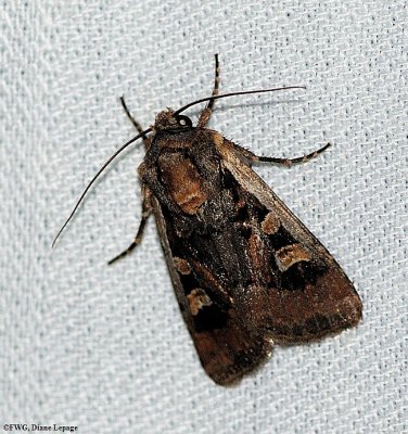 Obelisk dart (Euxoa obeliscoides), #10817