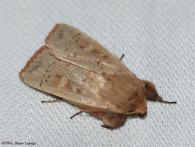 Cutworm moth (Leucania pseudargyria), #10462