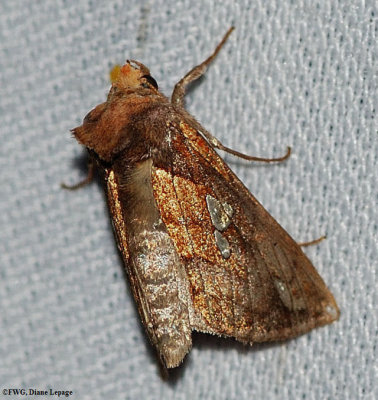 Putnam's looper moth (Plusia putnami), #8950