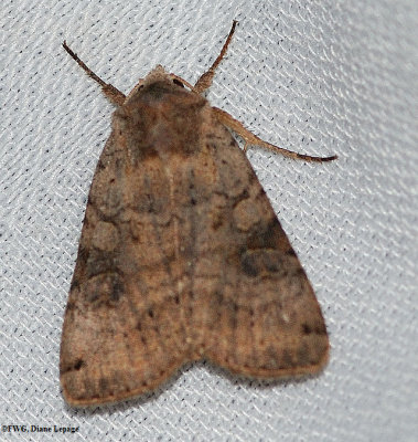 Cutworm moth (Polia purpurissata)  #10280