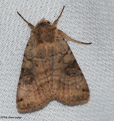 Cutworm moth (Polia purpurissata) #10280
