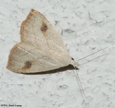 Spotted grass moth (<em>Rivula propinqualis</em>), #8404