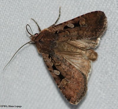 Noctuidae species