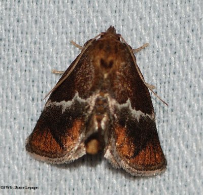 Yellow-shouldered slug (<em>Lithacodes fasciola</em>), #4665