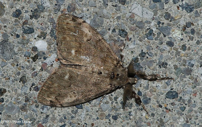 Yellow-based tussock moth (Dasychira basiflava), #8296