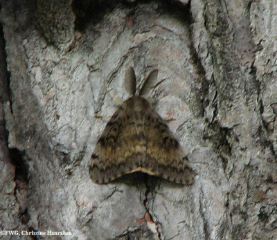 Gypsy moth (<em>Lymantria dispar</em>), male, #8313