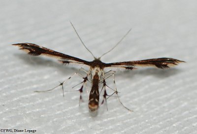 Himmelmans plume moth (Geina tenuidactyla), #6092