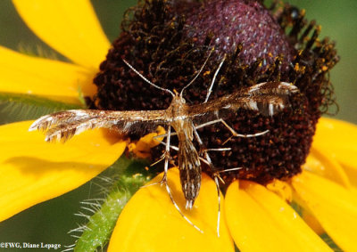 Plume moth (<em>Dejongia lobidactylus</em>), #6102