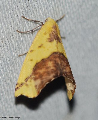 Sharp-lined yellow (<em>Sicya macularia</em>), #6912