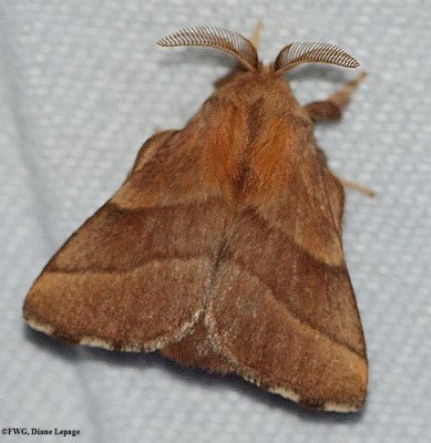 Eastern forest moth (Malacosoma disstria), #7698