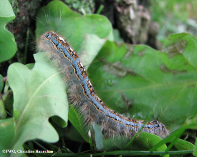 Eastern forest caterpillar (Malacosoma disstria), #7698