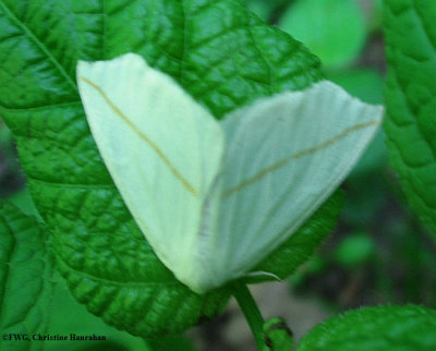 White slant-line moth (Tetracis cachexiata), #6964