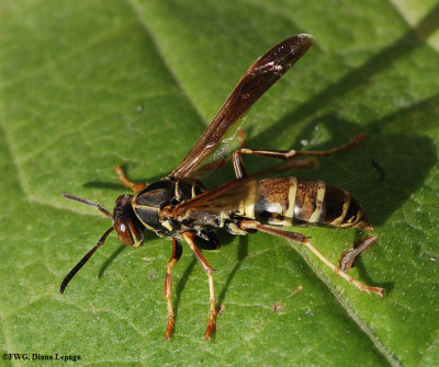 Paper wasp (Polistes fuscatus), female