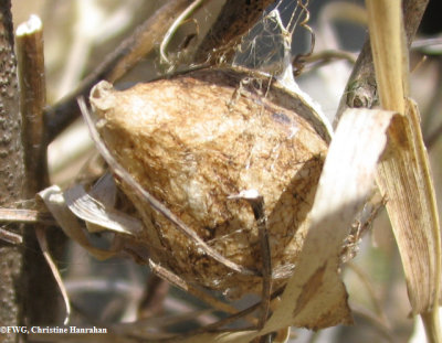 Egg sac of Argiope aurantia