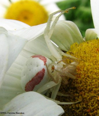 Goldenrod crab spider (Misumena vatia), female