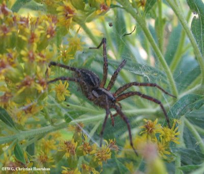 Funnel weaver (Agelenopsis sp.)