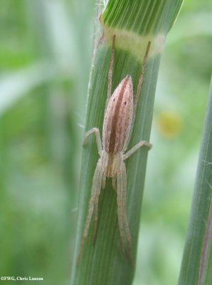 Running crab spider (Tibellus oblongus)