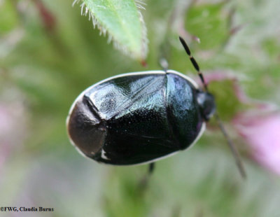 Burrower Bugs (Family: Cydnidae)