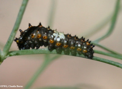 Black swallowtail (Papilio polyxenes) caterpillar, 3rd instar