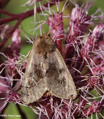 Bronzed cutworm moth (<em>Nephelodes minians</em>), #10524