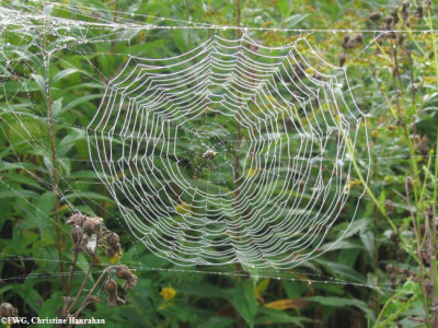Probably an orb weavers web