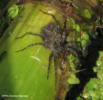 Wolf spider (Lycosidae sp.), female carrying young on back