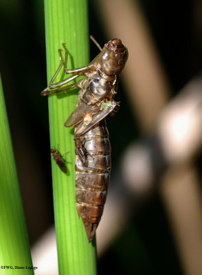 Shed larval  skin  (Exuviae) of dragonfly larva
