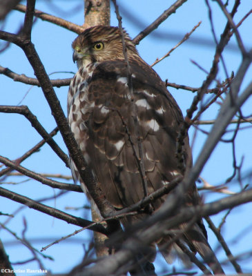 Cooper's hawk