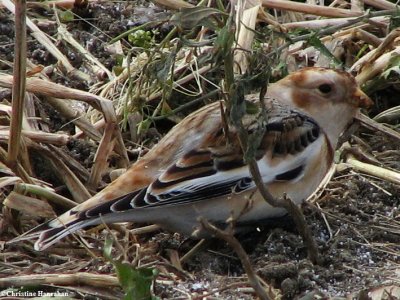 Snow bunting