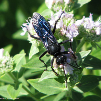 Great black wasp (Sphex pensylvanicus)