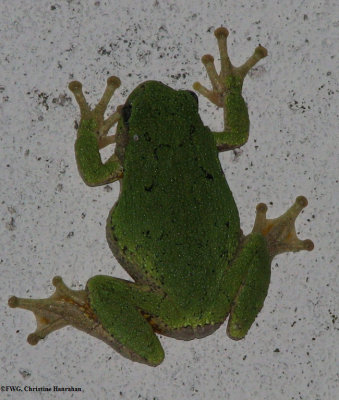 Gray treefrog (Hyla versicolor)  adult
