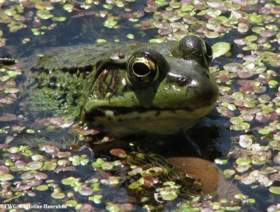 Green frog (Rana clamitans)