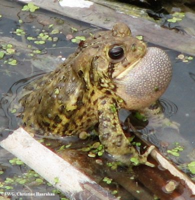 American toad  (Bufo americanus) calling