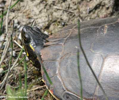 Painted turtle  (Chrysemys picta)