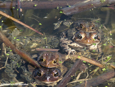 American toads (Bufo americanus) mating