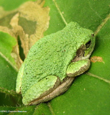 Gray treefrog (Hyla versicolor), juvenile
