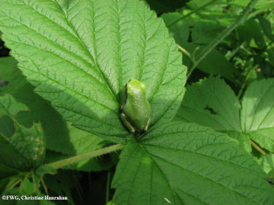 Gray treefrog (Hyla versicolor), juvenile