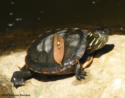 Young painted turtle (Chrysemys picta)