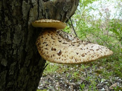 Dryad's saddle (Polyporus squamosus)